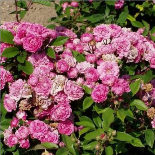 Rosen Shop - zwergrosen - rosa - Rosa Bajor Gizi - mittel-stark duftend - Márk Gergely - Ihre Blüte ist mittelkräftig, vom 4 cm Durchmesser, rosa mit lilanem Stich und straußähnlich.Die Blütezeit beginnt in der ersten Junihälfte und dauert bis zum Herbst 